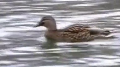 Svenska par har sex offentligt av snahbrandy